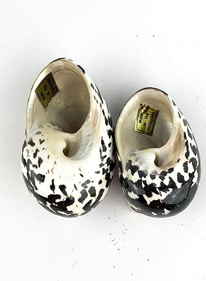 Worlds 2pc Turbo Shells,Polished Meg Pie Hermit Crab Shells 2" Inch-2-3/4 Inch - Image 2